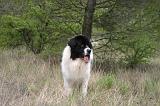 LANDSEER 523
